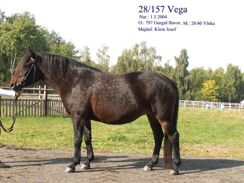 Vega 28/157